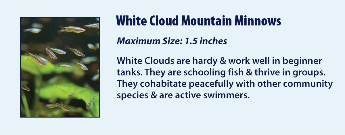 White Cloud Mountain Minnows